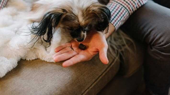 Top Benefits of Choosing CBD Salve for Your dogs