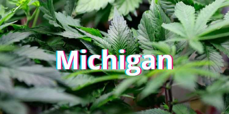 How to start a grow OP in Michigan