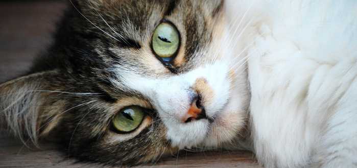 What Your Senior Feline’s Excessive Vocalization May Mean