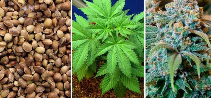 Are cannabis seeds legal in Australia
