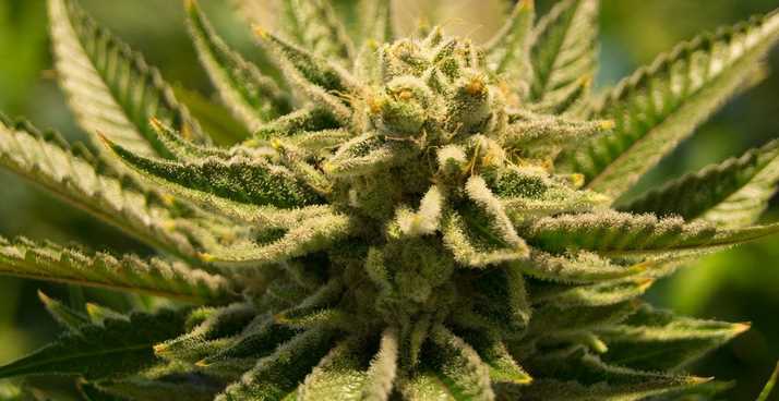 Benefits Of Smoking Hemp Flower