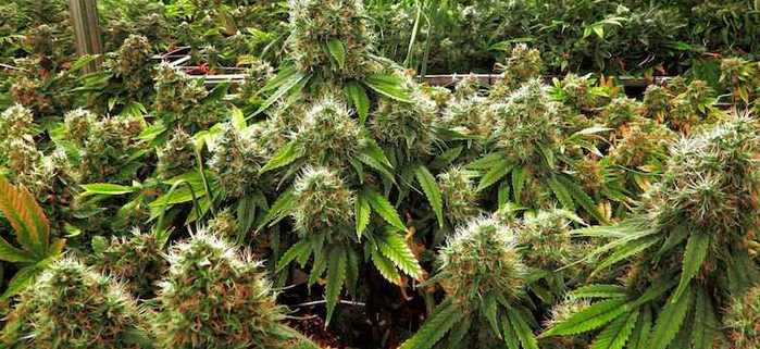 How To Host A Great Cannabis Get-Together For Your Gang