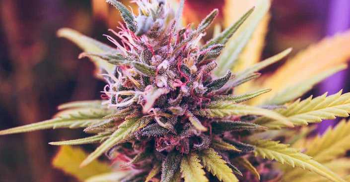 The 4 High Caliber Marijuana Seeds to Grow