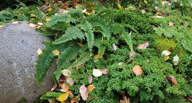 10 Health Benefits of Fern Plants