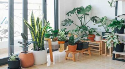 6 House Plants that Naturally Improve your Health