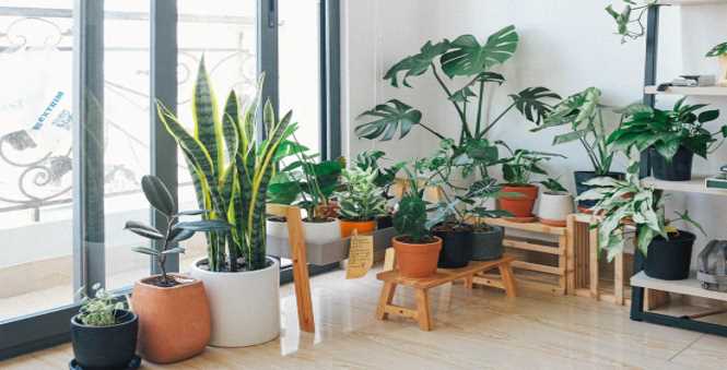6 House Plants that Naturally Improve your Health