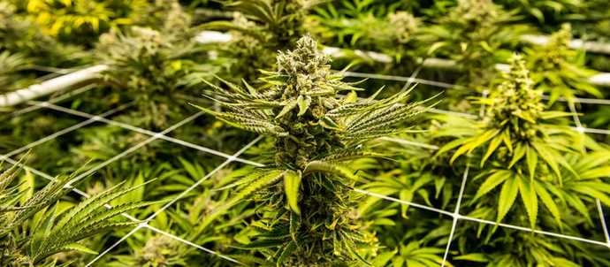 Five rare diseases in which Cannabis consumption can help