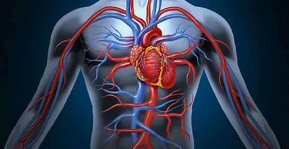 How Everyone Should Improve Their Vascular Health