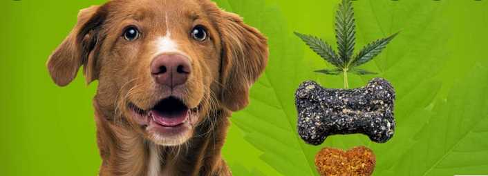 CBD Dog Treats