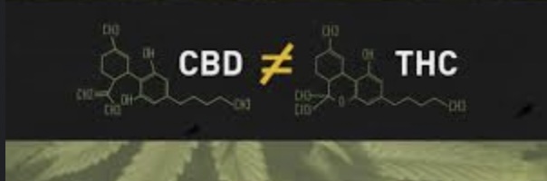 5 Potential Health Benefits of CBD for Younger People