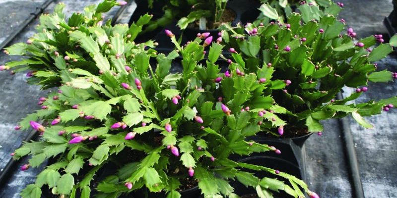 Key Ingredients to Look for In a Plant Growth Regulator