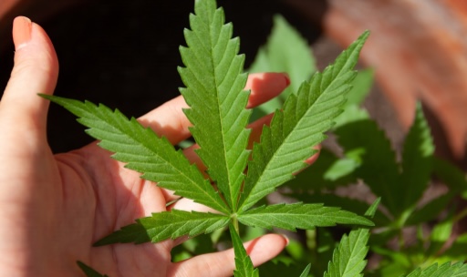 6 Tricks To Buy CBD Flower In Wholesale For Your Overall Health