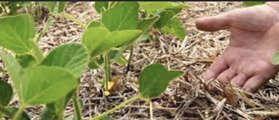 Regenerative agriculture