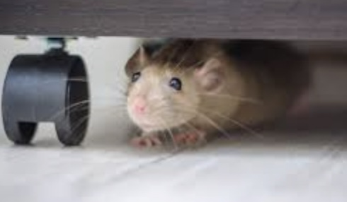 Rodent-Proofing Your Charleston