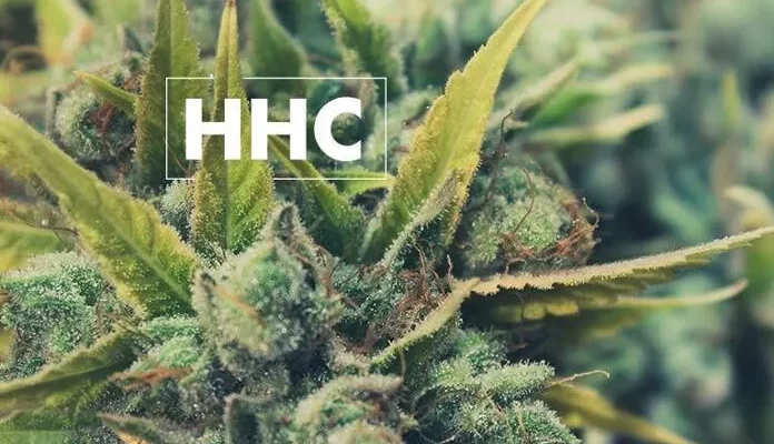 Can HHC replace THC in the future?
