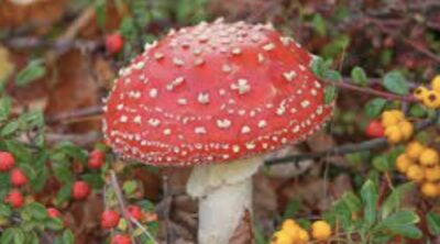 Exploring the Distinctive Effects of Fly Agaric Mushrooms on the Human Mind