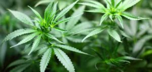 Healing in the Shadows of Green